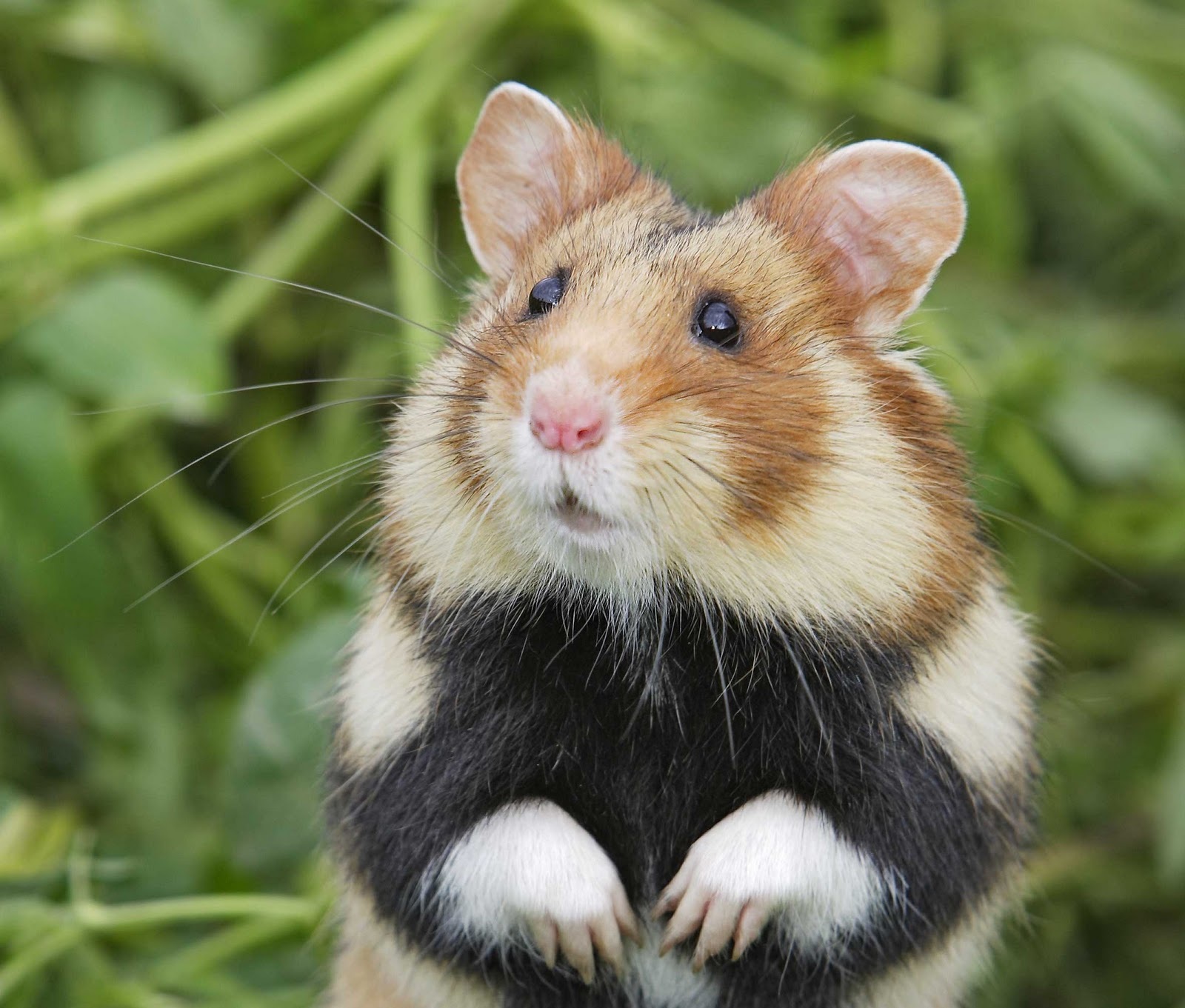 Hamster foto