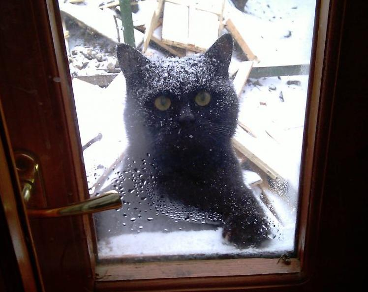 Холодно там тепло. Кот замерз. Кот пришел. Впустите кота. Замерзший кот за окном.
