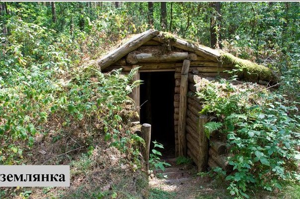 Семена Орешка Земляника лесная 300 шт. - купить по выгодной цене на Яндекс Марке