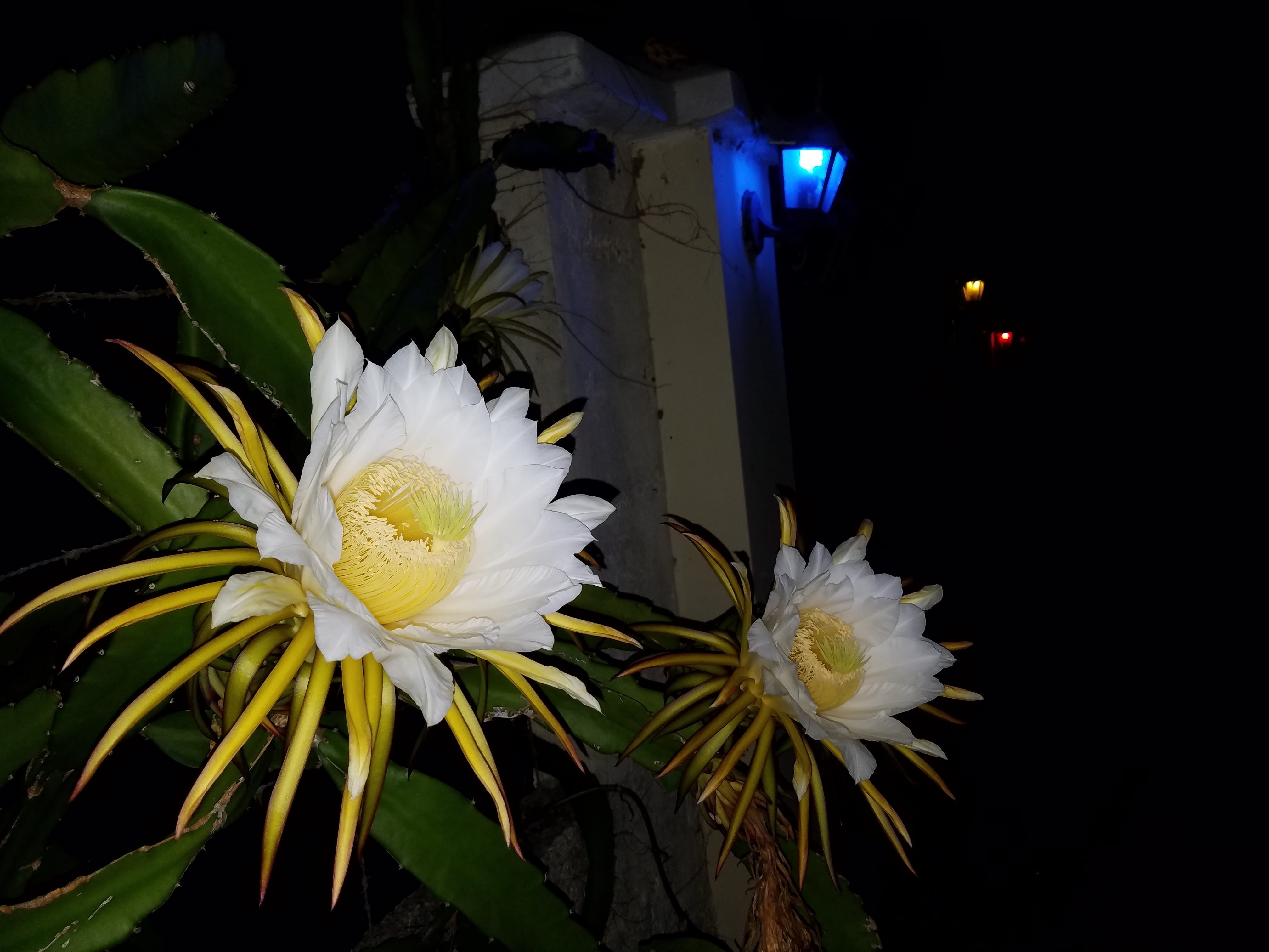 Фото королева ночи кактус
