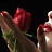 redrose